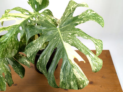 Monstera Thai Constellation &