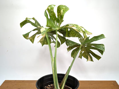 Monstera Thai Constellation &