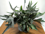 Staghorn Fern 10 inch Hanging Basket XL Size