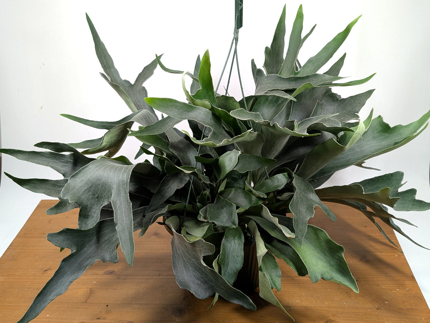 Staghorn Fern 10 inch Hanging Basket XL Size