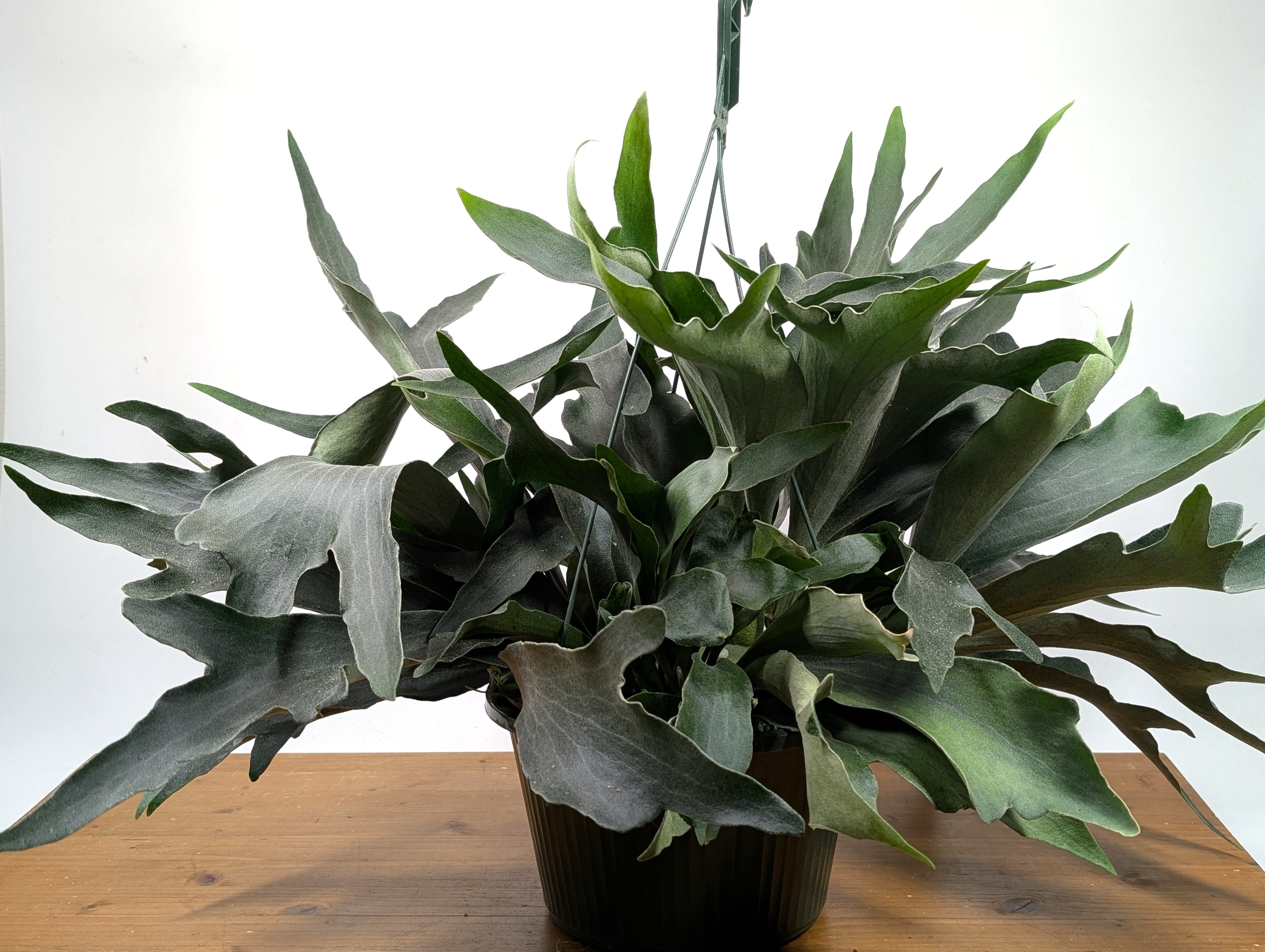 Staghorn Fern 10 inch Hanging Basket XL Size