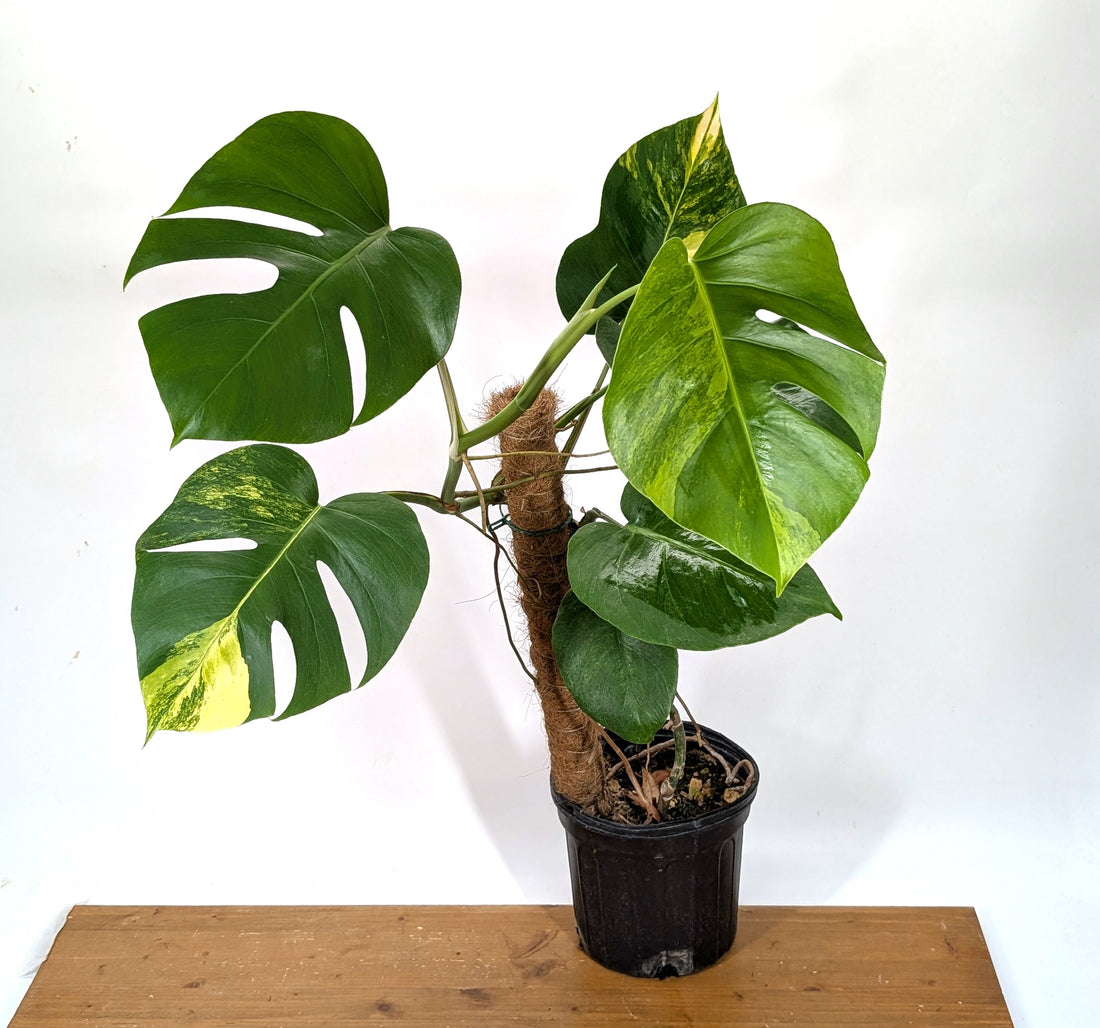 EXACT Monstera Aurea | 6 inch pot | 