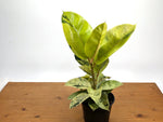 Ficus Shivereana 'Moonshine'