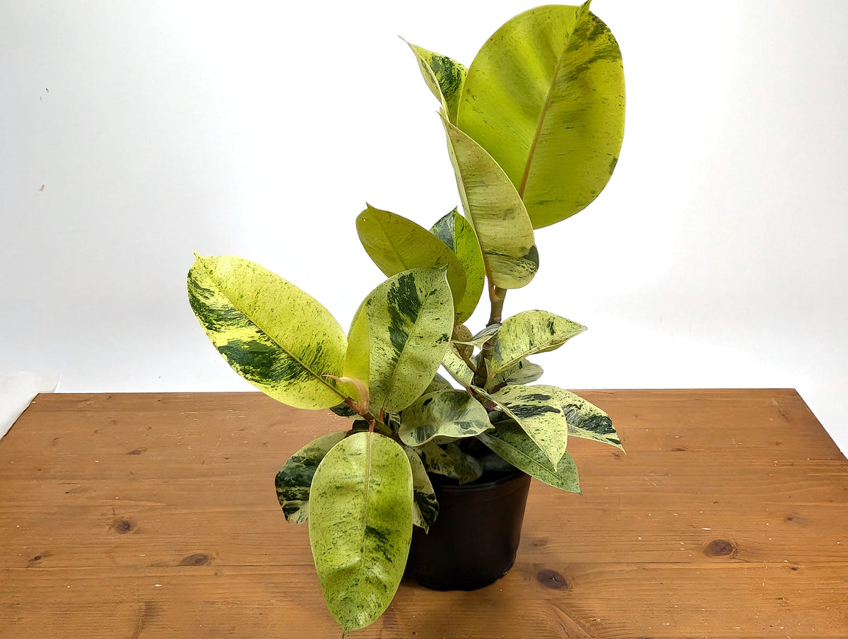 Ficus Shivereana 'Moonshine'