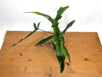 Philodendron Paloraense cf x Tortum
