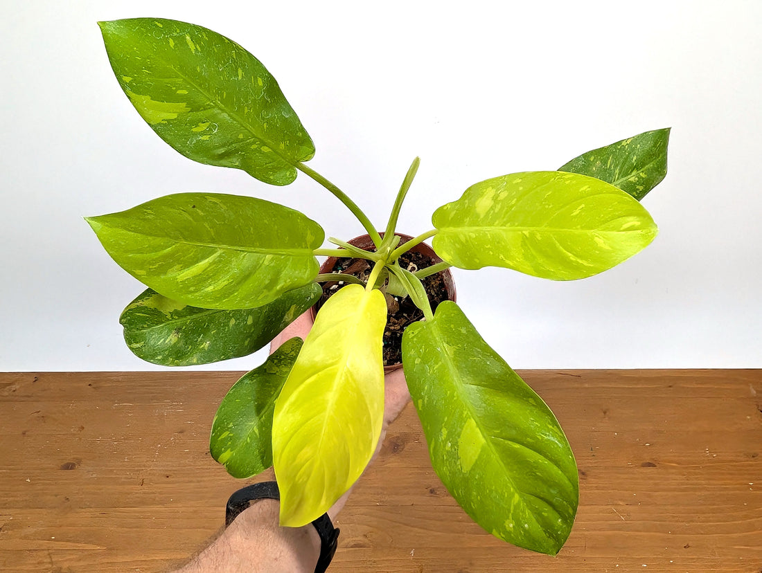 Philodendron Thai Sunrise - Rare Variegated Mutant Exact Plant