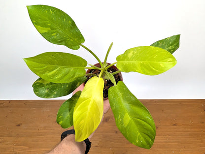 Philodendron Thai Sunrise - Rare Variegated Mutant Exact Plant