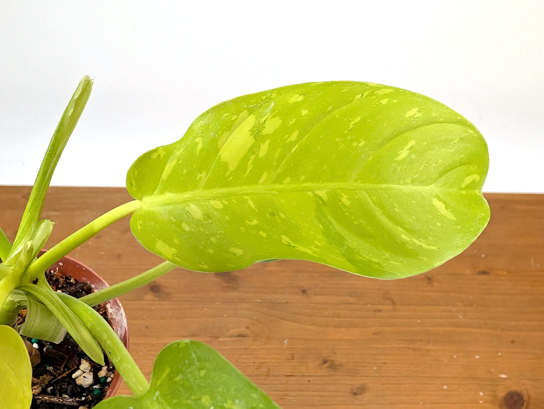Philodendron Thai Sunrise - Rare Variegated Mutant Exact Plant