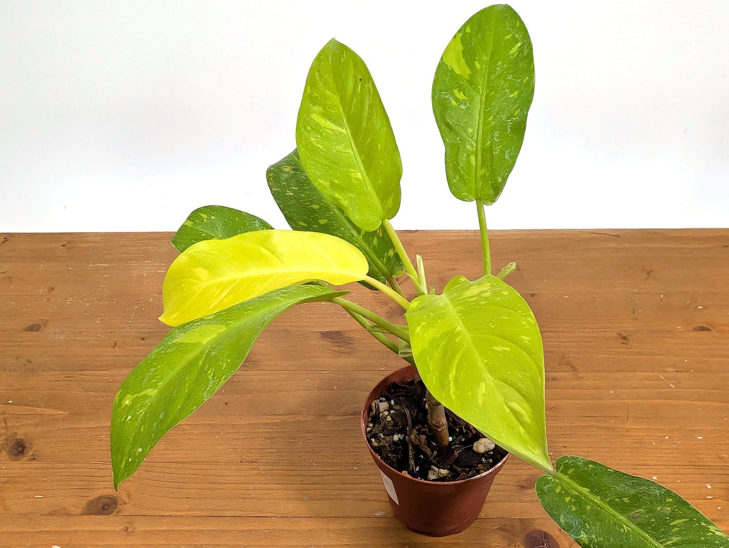 Philodendron Thai Sunrise - Rare Variegated Mutant Exact Plant