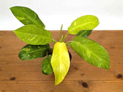 Philodendron Thai Sunrise - Rare Variegated Mutant Exact Plant