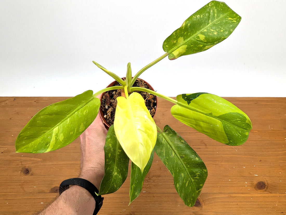 Philodendron Thai Sunrise - Rare Variegated Mutant Exact Plant 