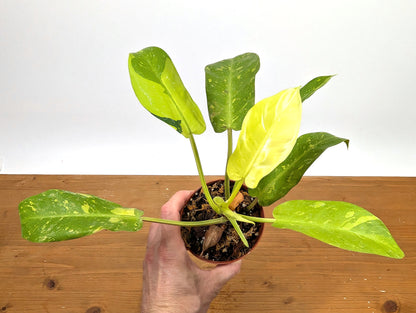 Philodendron Thai Sunrise - Rare Variegated Mutant Exact Plant 