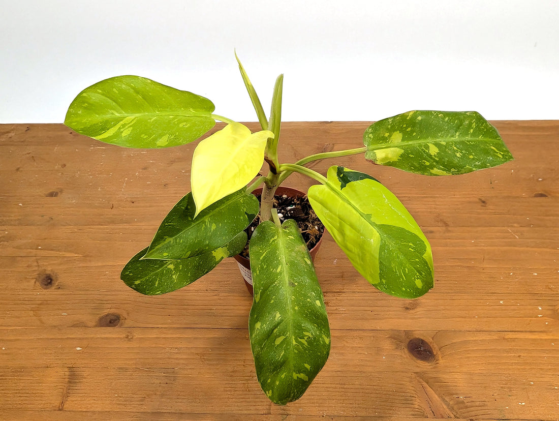 Philodendron Thai Sunrise - Rare Variegated Mutant Exact Plant 