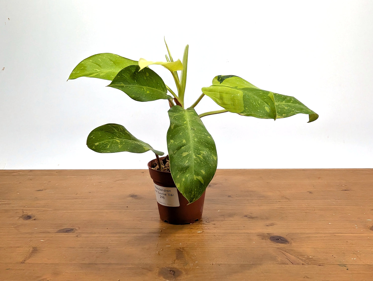 Philodendron Thai Sunrise - Rare Variegated Mutant Exact Plant 
