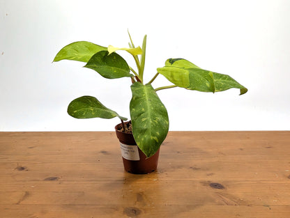 Philodendron Thai Sunrise - Rare Variegated Mutant Exact Plant 