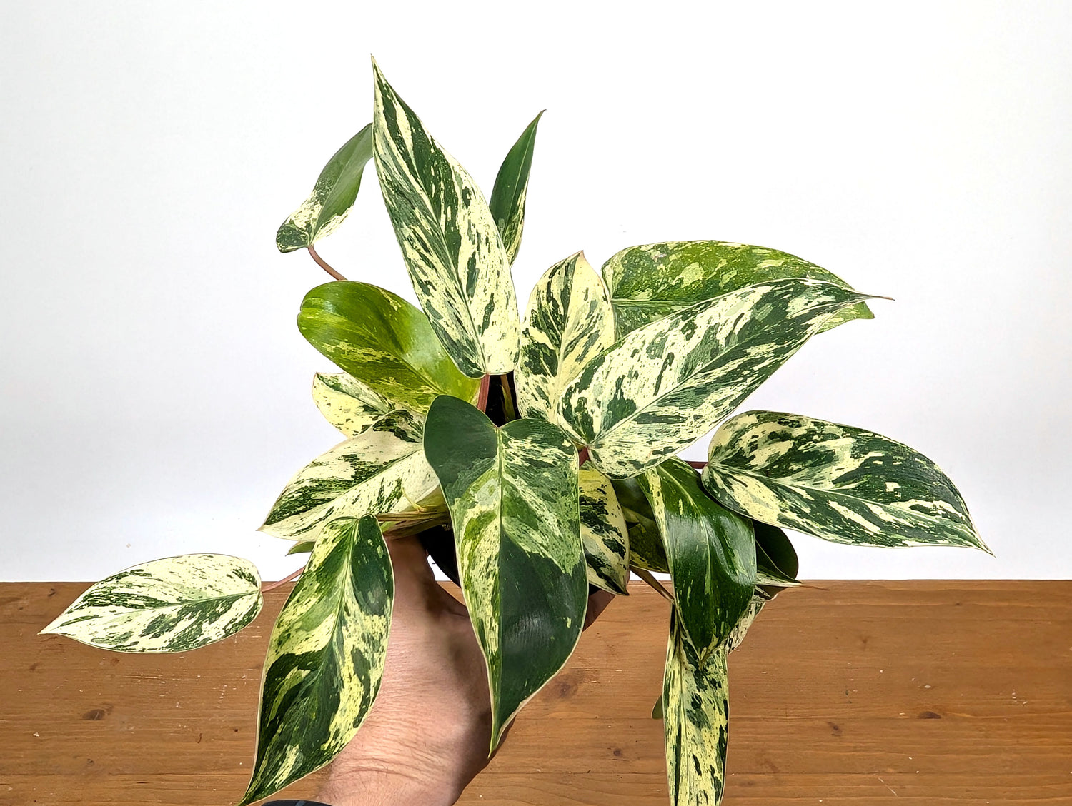 Philodendron Emerald King (EXACT PLANT)