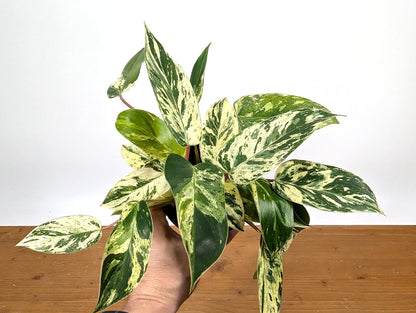 Philodendron Emerald King (EXACT PLANT)