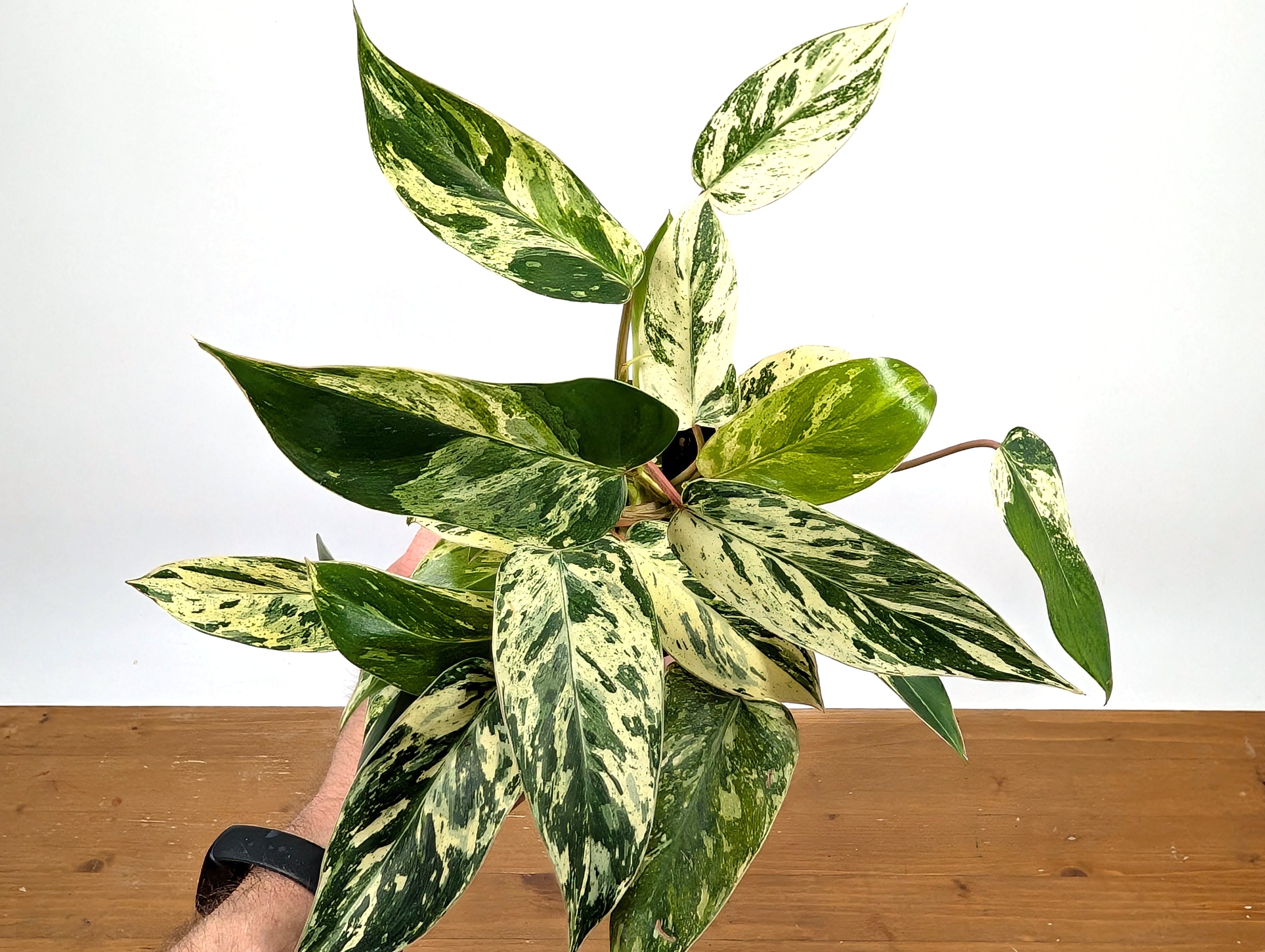 Philodendron Emerald King (EXACT PLANT)