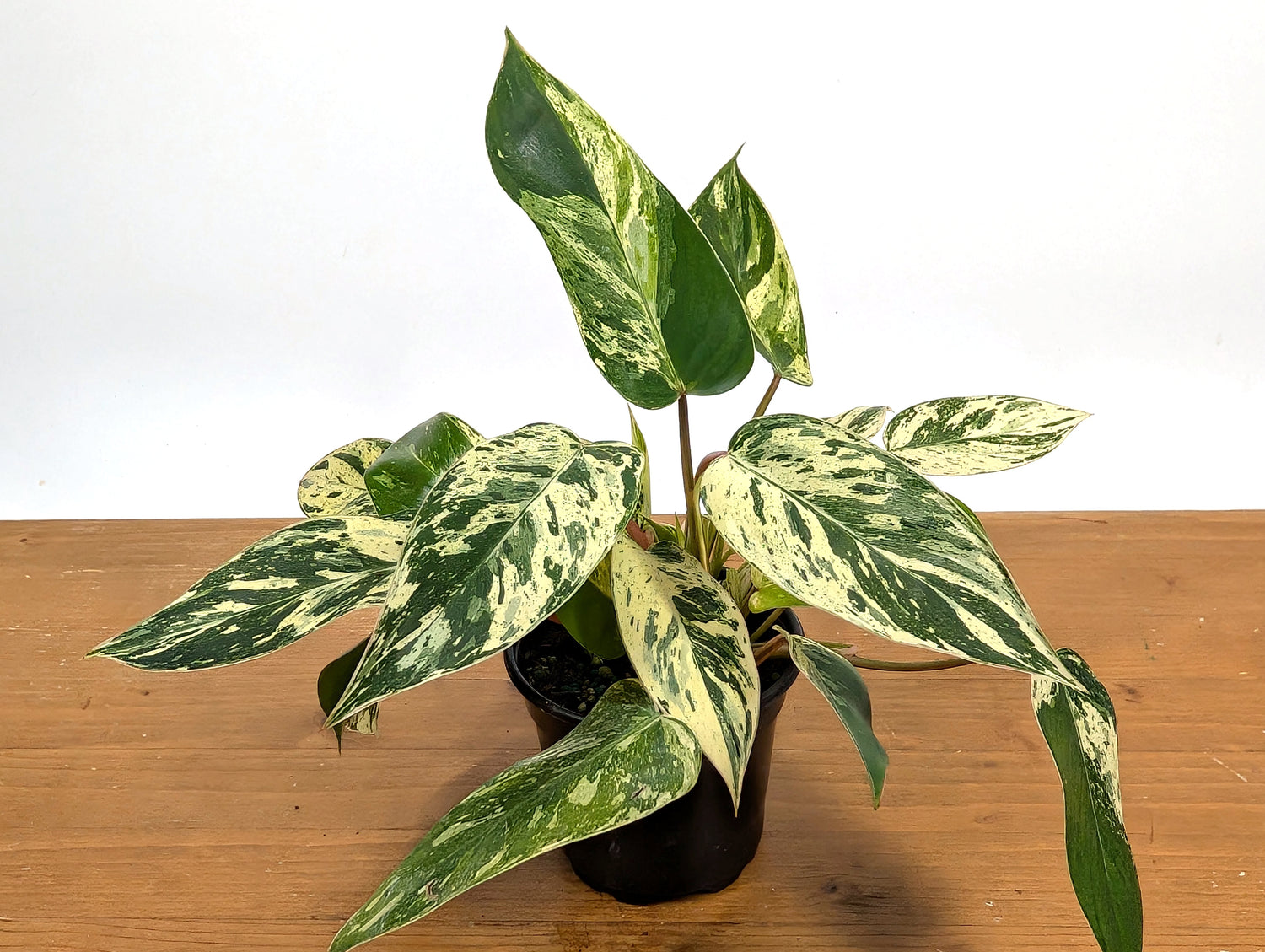 Philodendron Emerald King (EXACT PLANT)