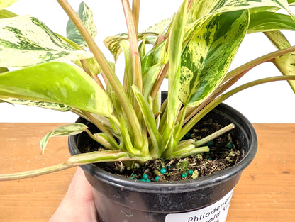 Philodendron Emerald King (EXACT PLANT)