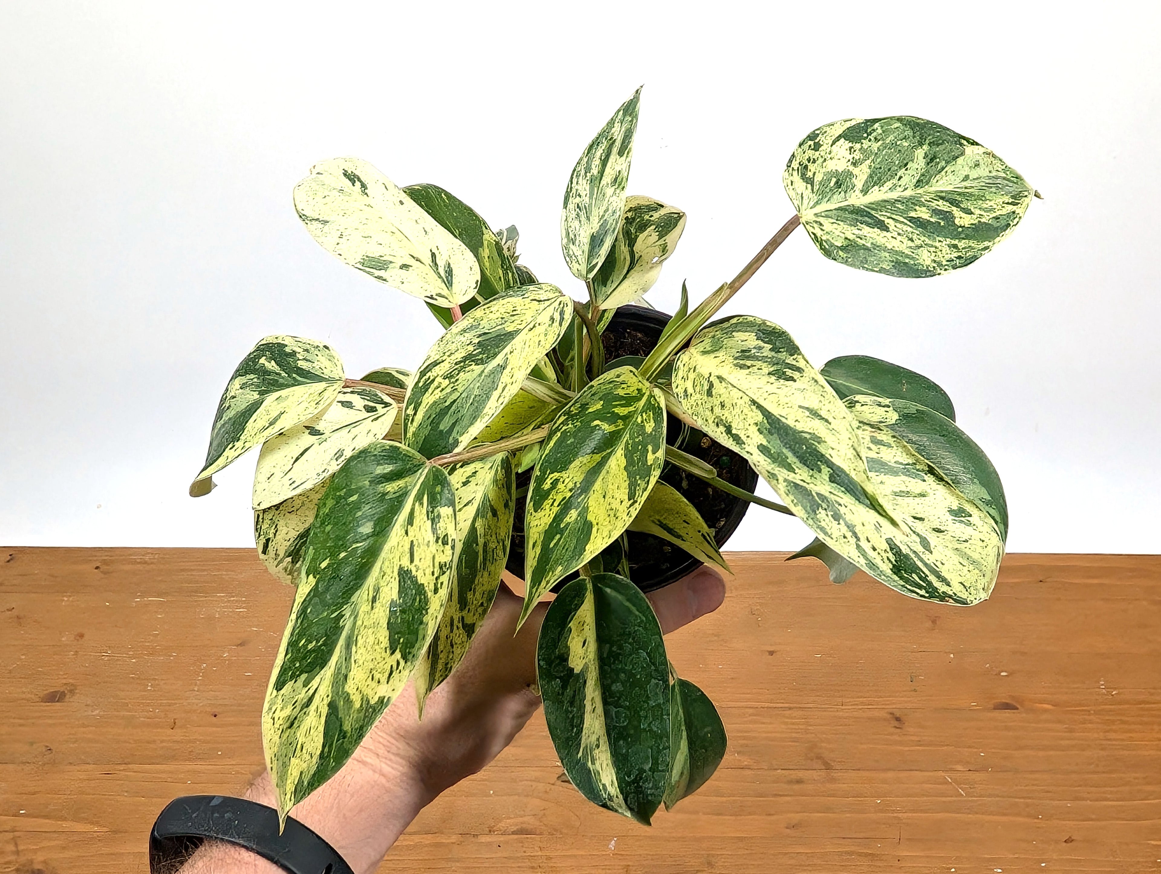 Philodendron Emerald King (EXACT PLANT)