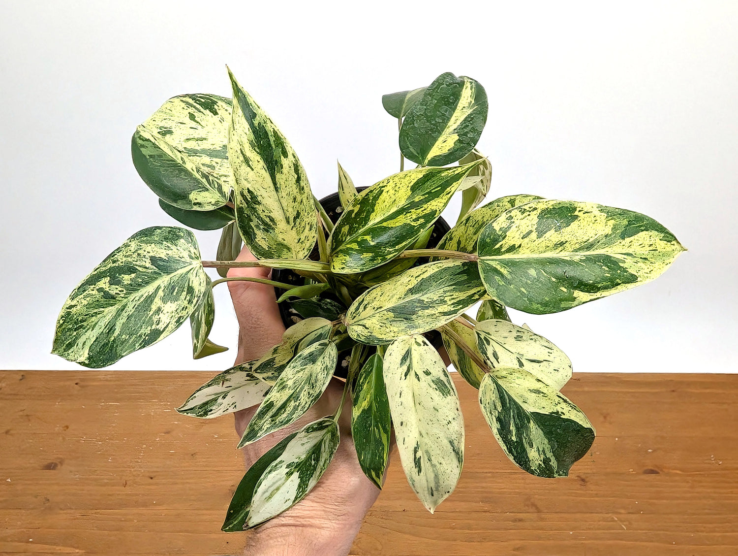 Philodendron Emerald King (EXACT PLANT)