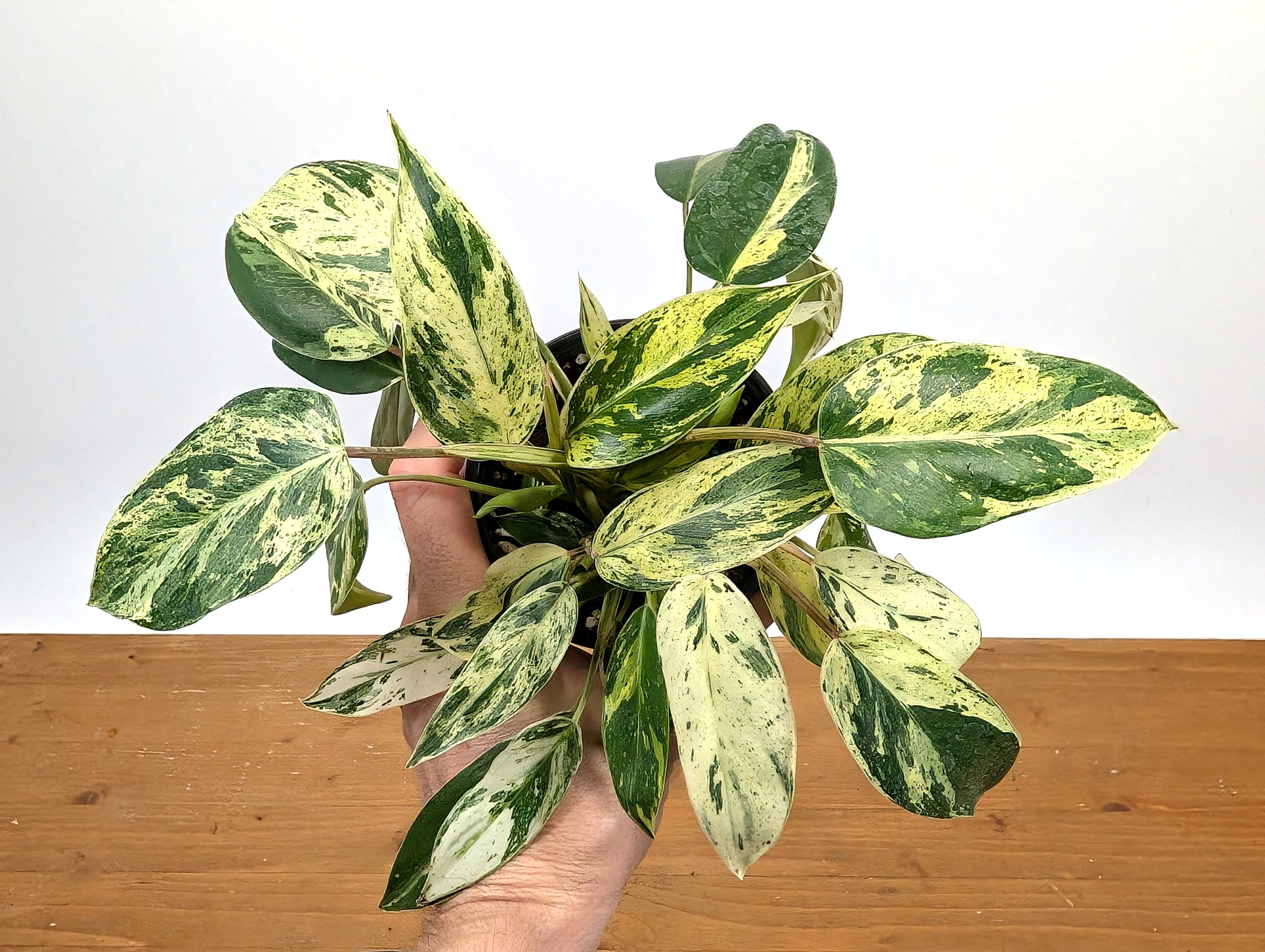 Philodendron Emerald King (EXACT PLANT)