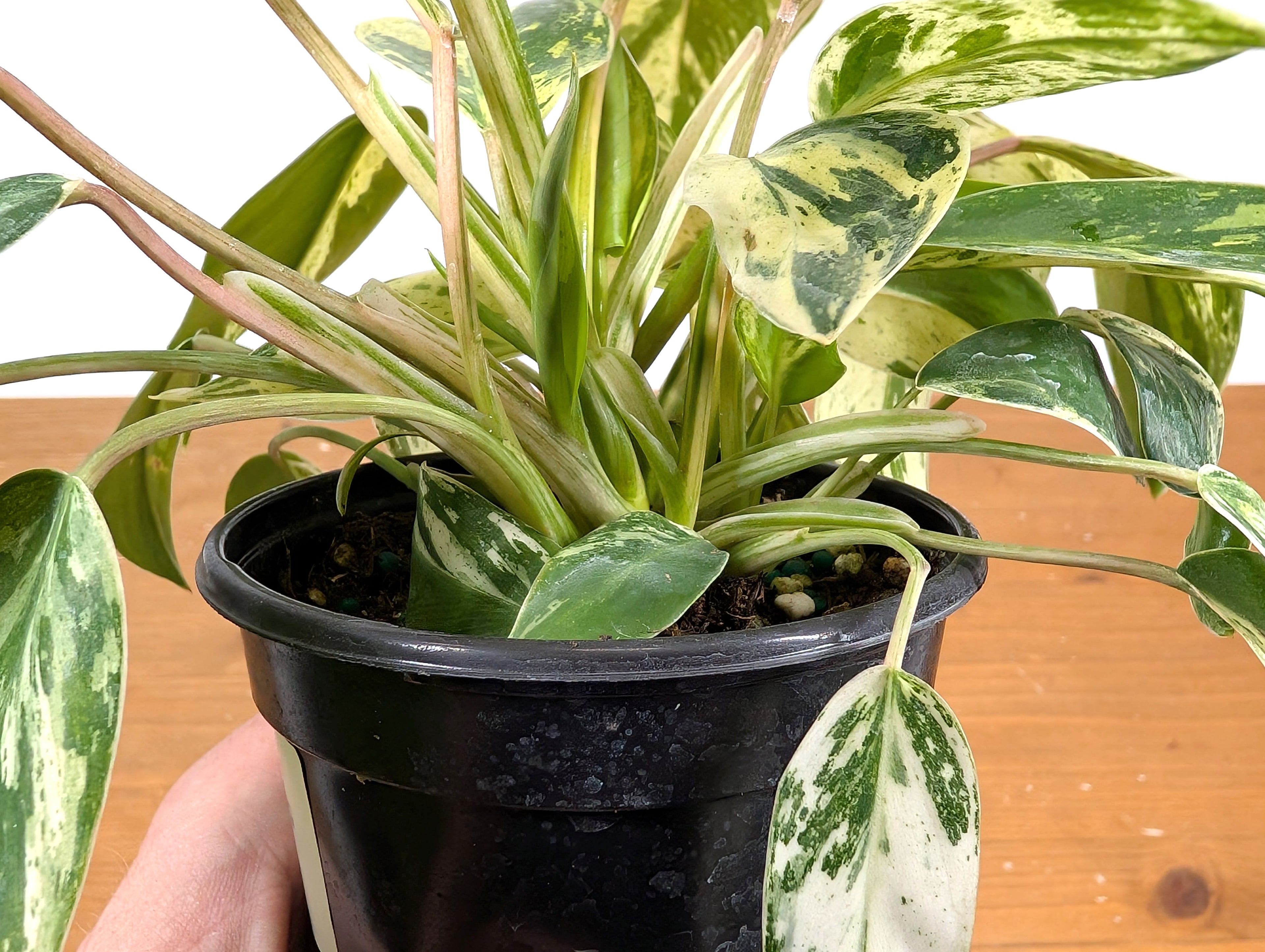 Philodendron Emerald King (EXACT PLANT)