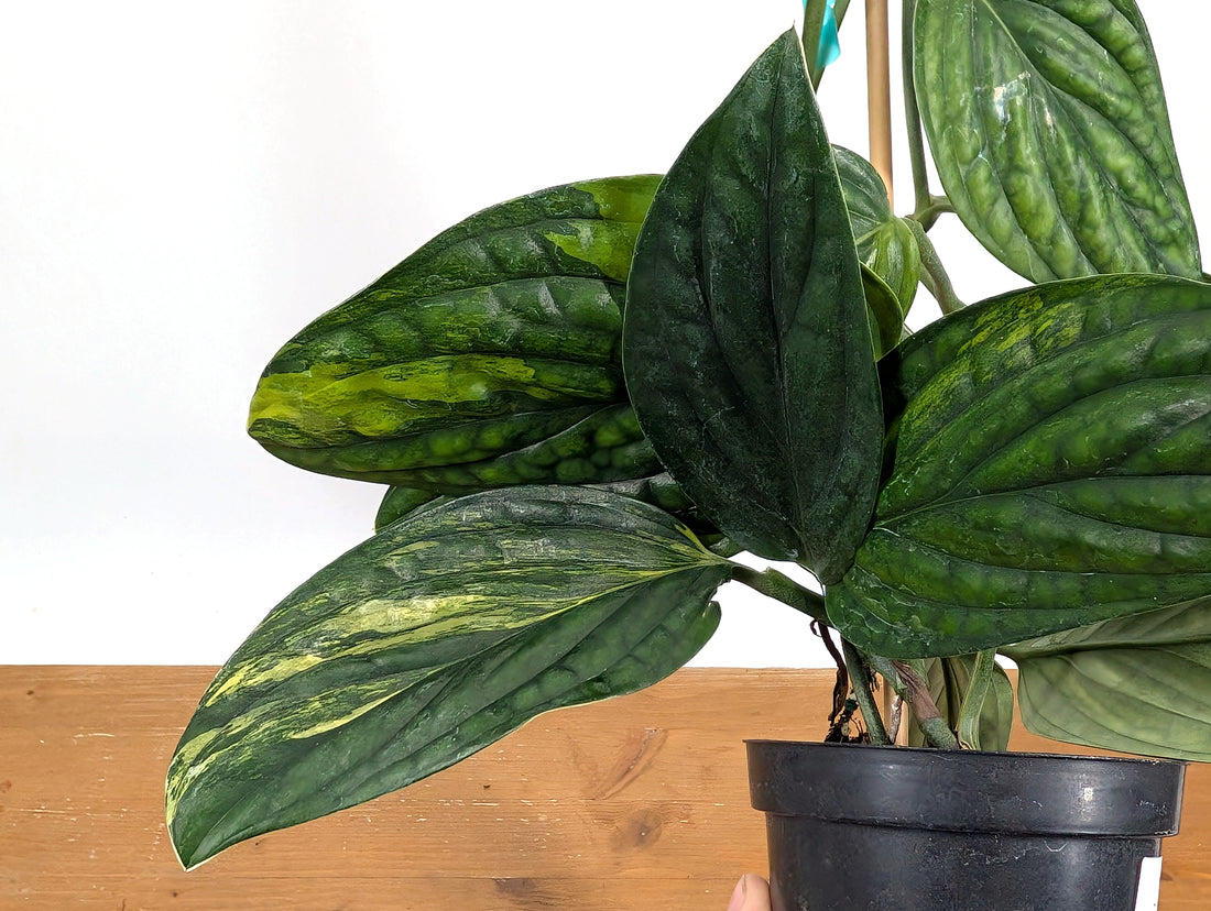 EXACT Monstera Peru Aurea Variegated Plant 