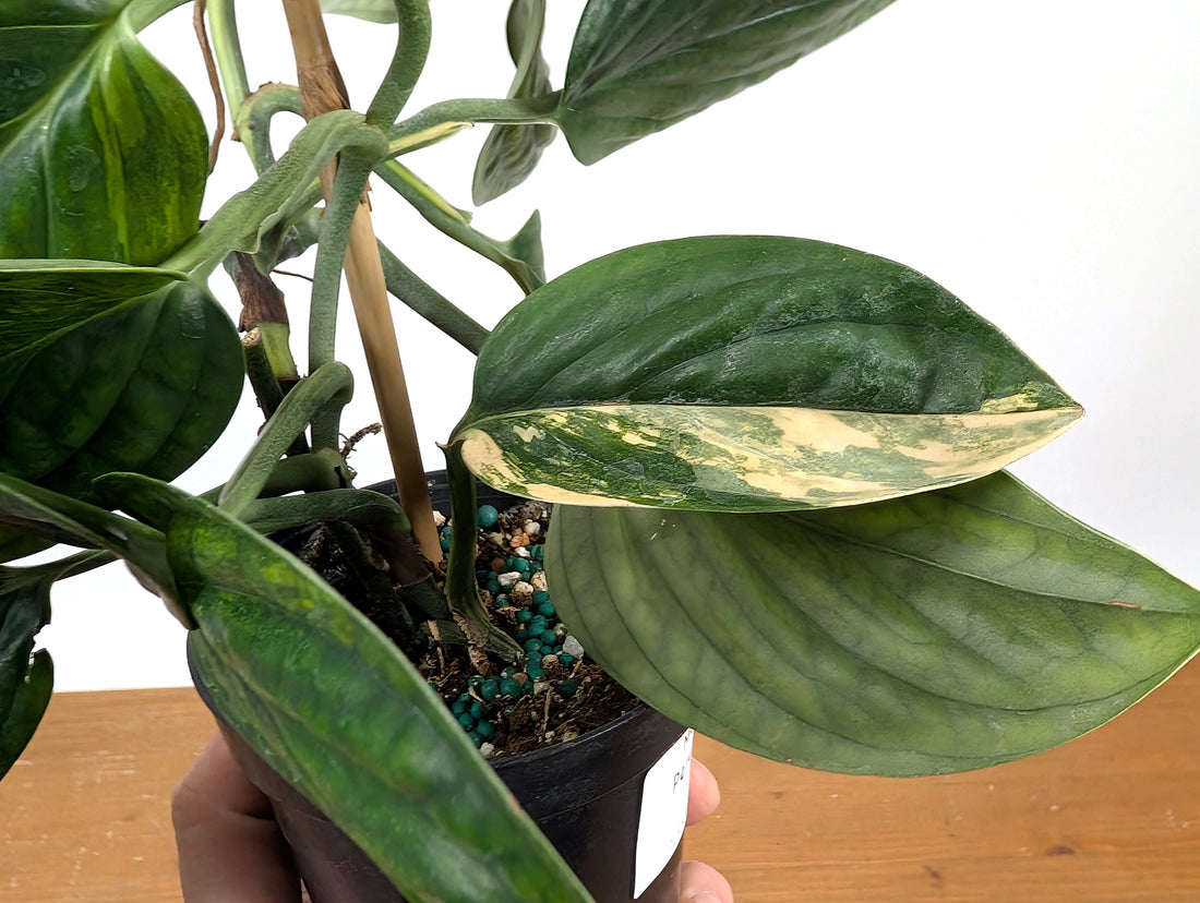EXACT Monstera Peru Aurea Variegated Plant 