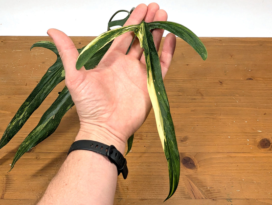 Variegated Philodendron Paloraense - 4 leaves 