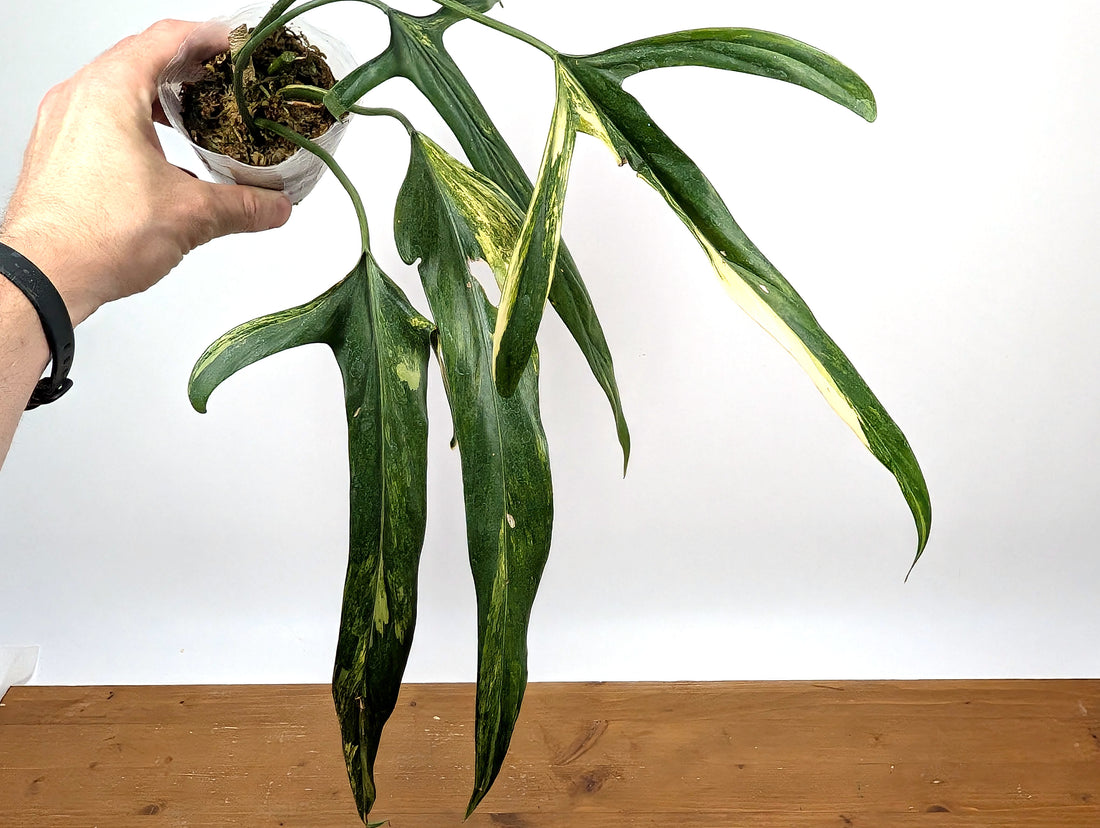 Variegated Philodendron Paloraense - 4 leaves 