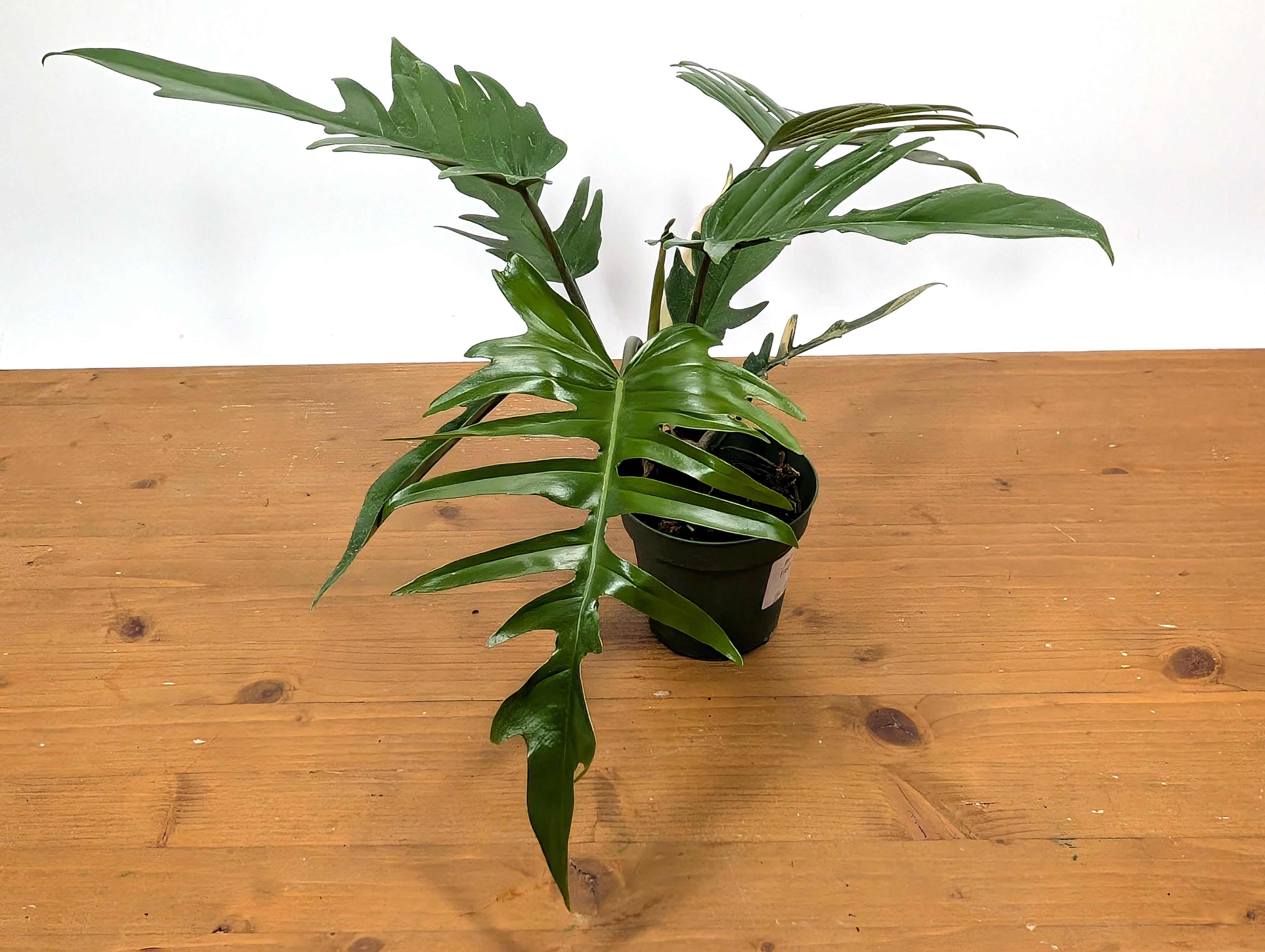 Philodendron Florida Beauty x P. Tortum EXACT Plant 