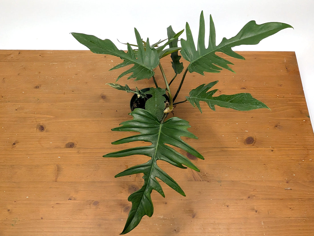 Philodendron Florida Beauty x P. Tortum EXACT Plant 