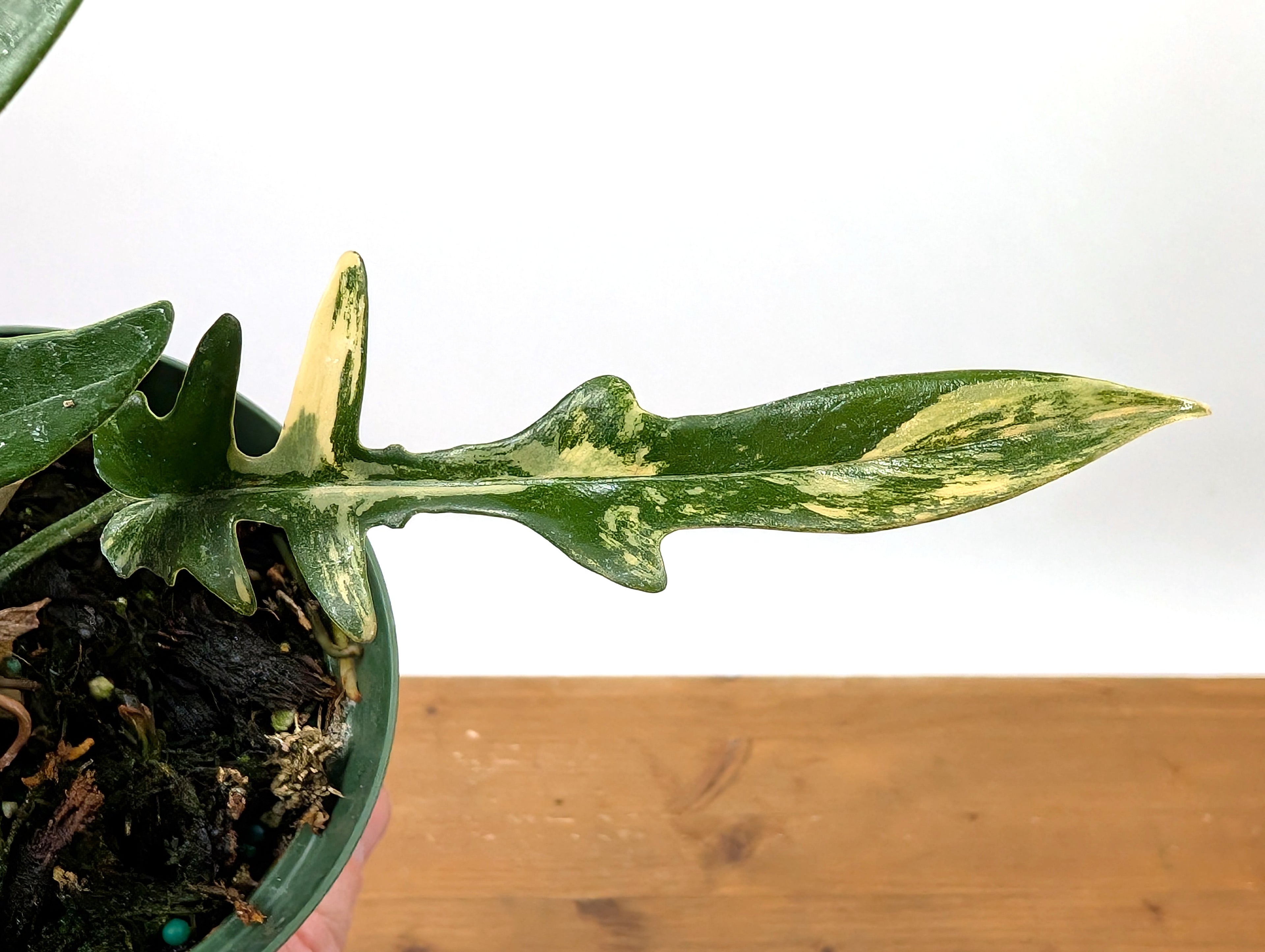 Philodendron Florida Beauty x P. Tortum EXACT Plant 