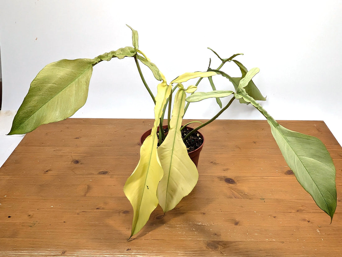EXACT Philodendron Joepii Mint 29A