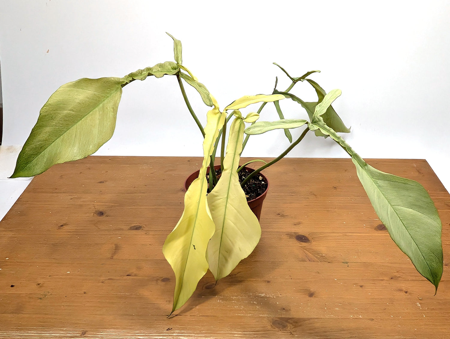 EXACT Philodendron Joepii Mint 29A