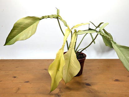 EXACT Philodendron Joepii Mint 29A