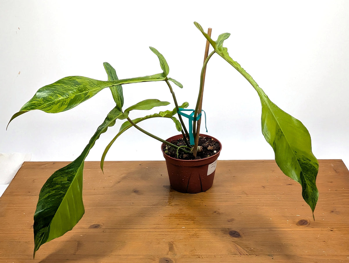 EXACT Philodendron Joepii Variegated 29A