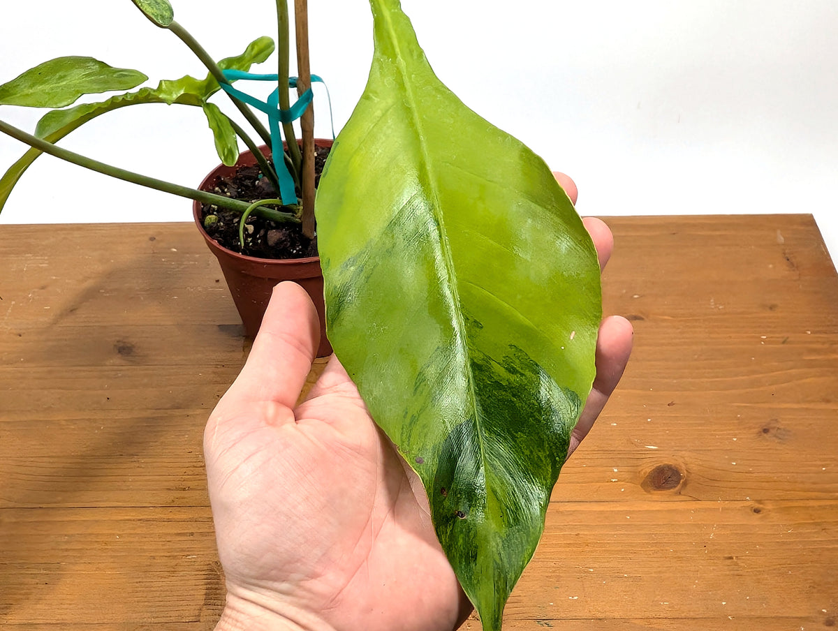 EXACT Philodendron Joepii Variegated 29A