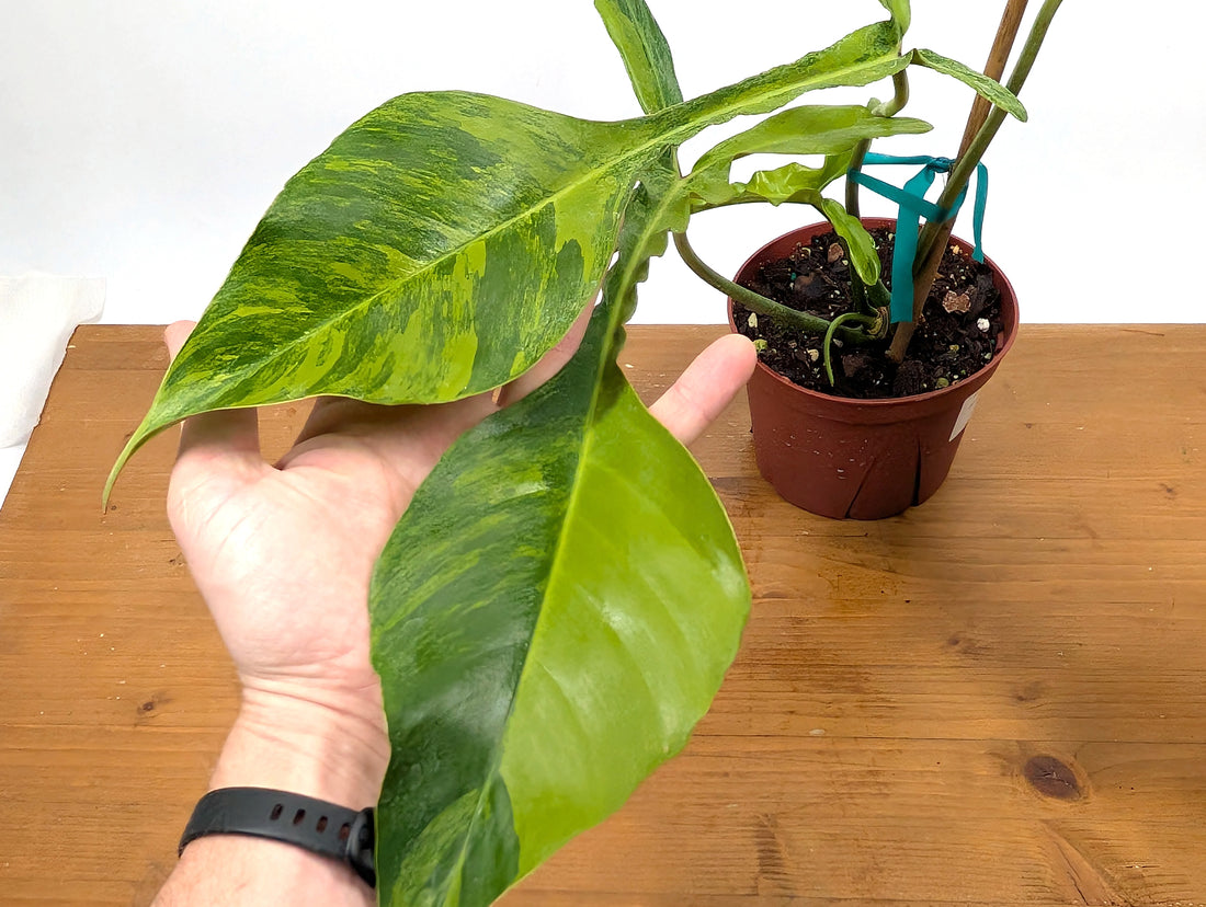 EXACT Philodendron Joepii Variegated 29A