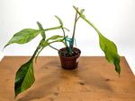 EXACT Philodendron Joepii Variegated 29A