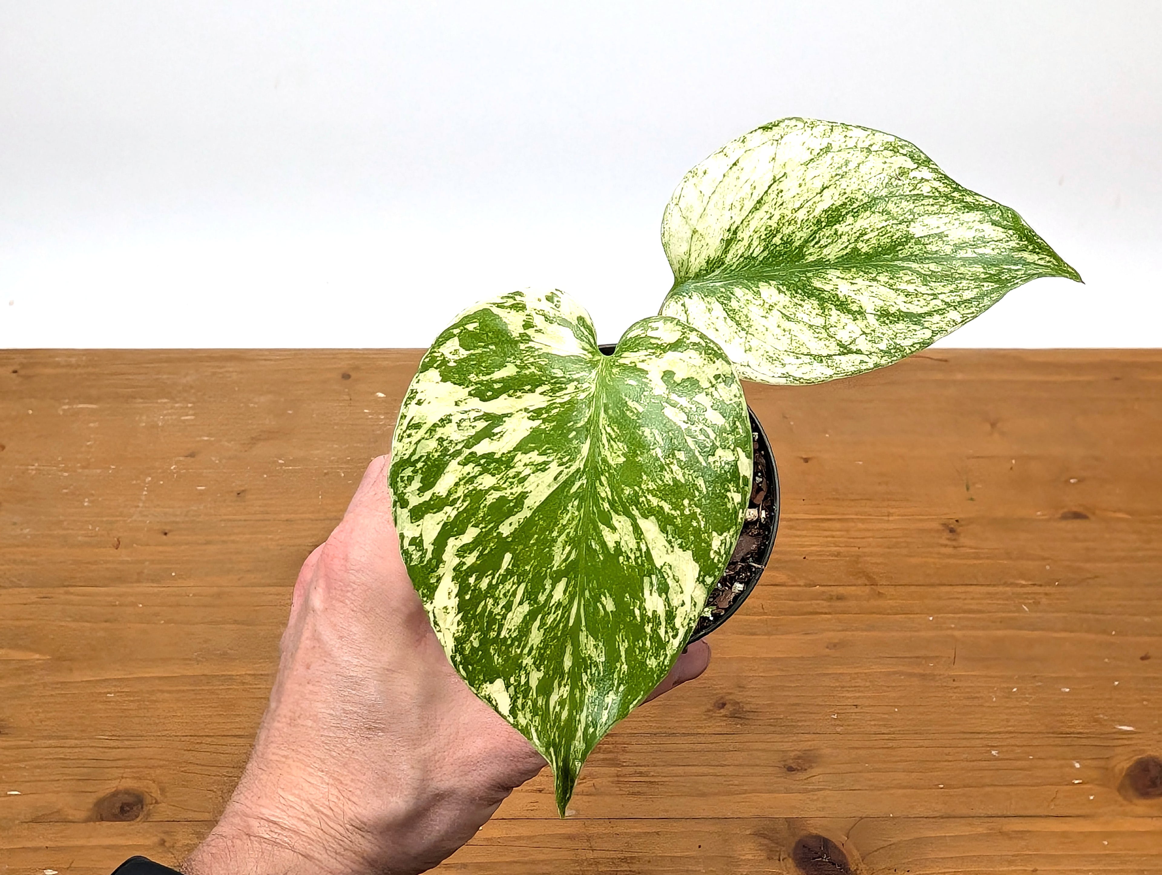 Monstera Mint Variegated