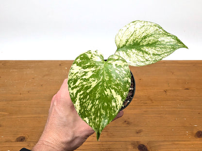 Monstera Mint Variegated