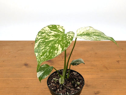 Monstera Mint Variegated
