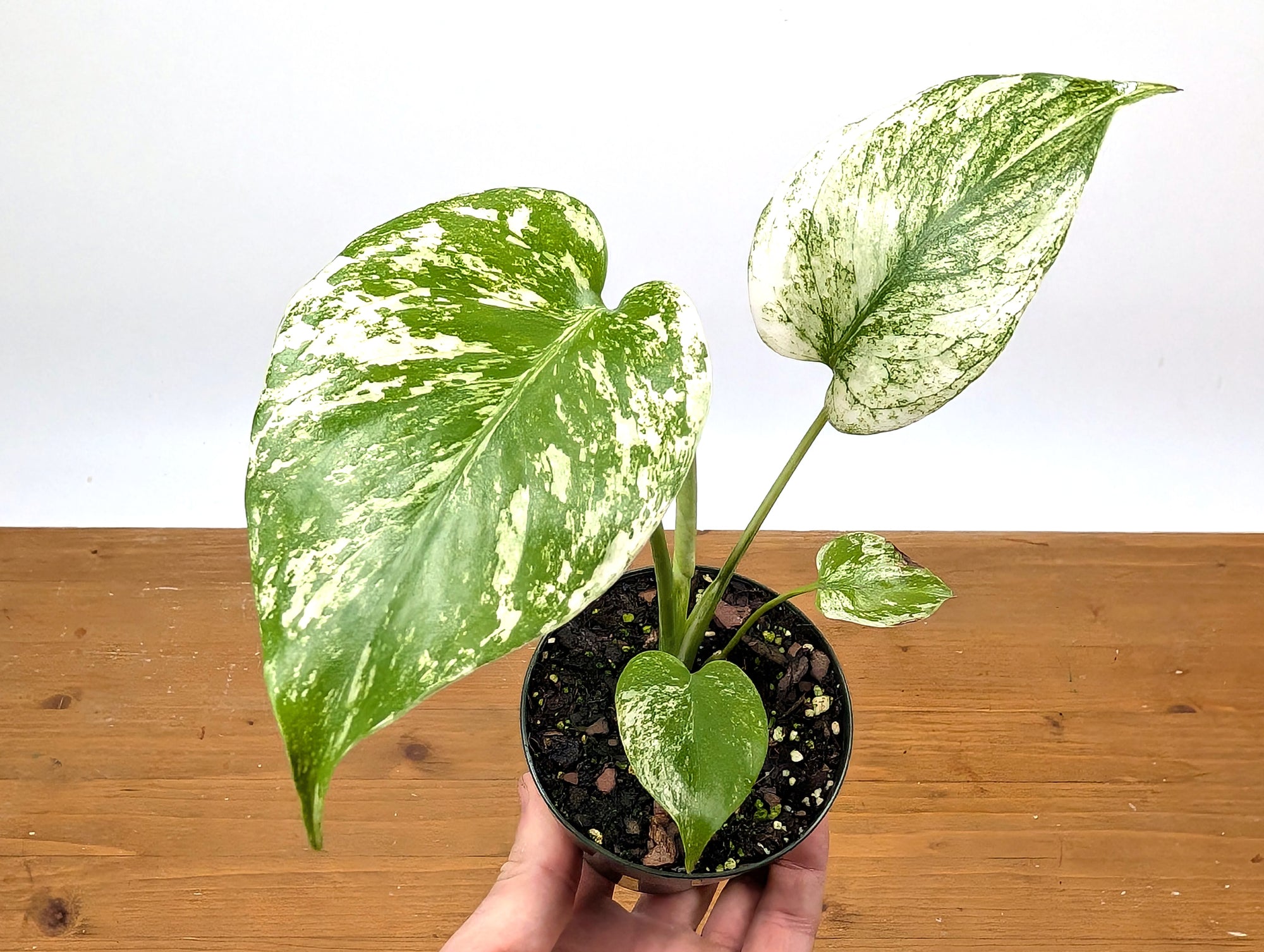 Monstera Deliciosa Mint Variegated  Plantamani Plants