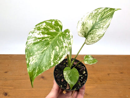 Monstera Mint Variegated