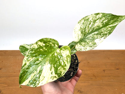 Monstera Mint Variegated