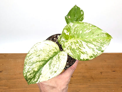 Monstera Mint Variegated