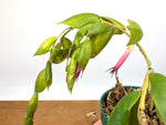 Ceratostema Gualaquizensis var. tubularis